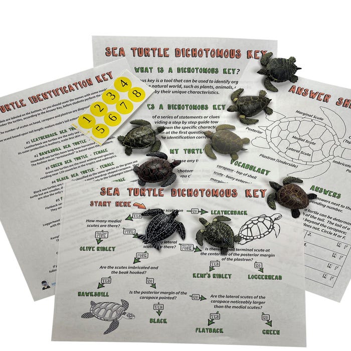 Sea Turtle Dichotomous Key Activity School Specialty
